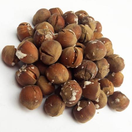 دانستنی های علمی درباره فندق