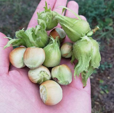 صادرکنندگان فندق دوپوست اشکور