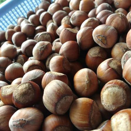 فواید درمانی فندق چیست؟